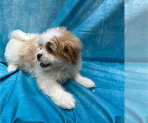 Cavaton Puppy for Sale in HENNIKER, New Hampshire USA
