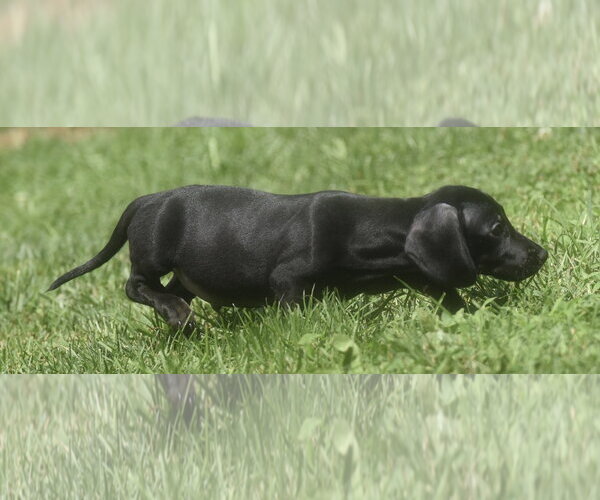 Medium Photo #5 Dachshund-Unknown Mix Puppy For Sale in Mechanicsburg, PA, USA