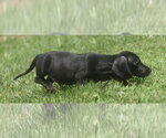Small #4 Dachshund Mix