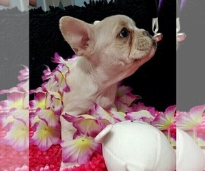 French Bulldog Puppy for sale in BOSTON, KY, USA