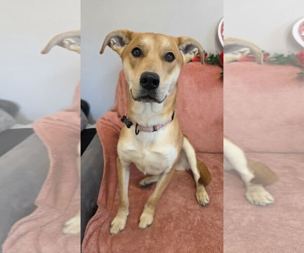 Medium Photo #7 Labrador Retriever-Unknown Mix Puppy For Sale in Rockaway, NJ, USA