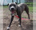 Small American Staffordshire Terrier Mix