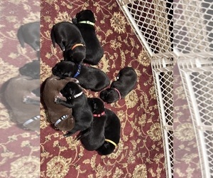 Borador Litter for sale in MADRID, IA, USA