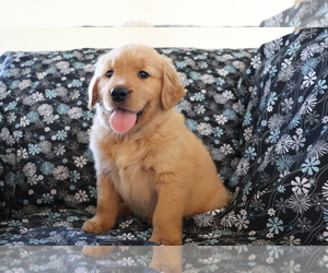 Golden Retriever Puppy for sale in SHILOH, OH, USA