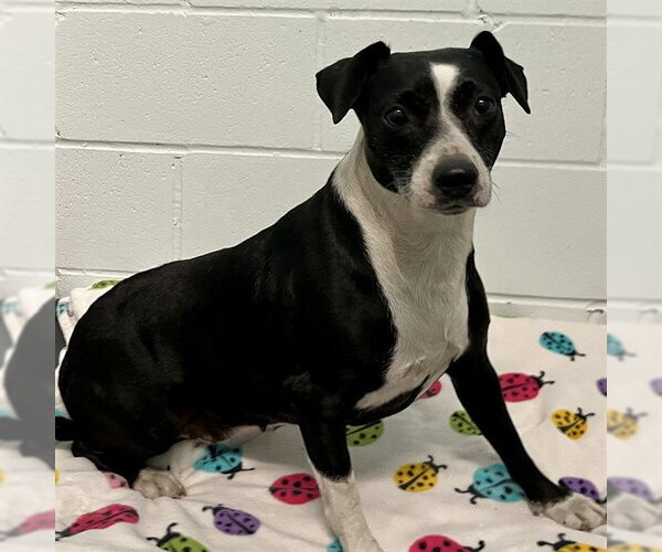 Medium Photo #1 American Staffordshire Terrier-Unknown Mix Puppy For Sale in Tavares, FL, USA