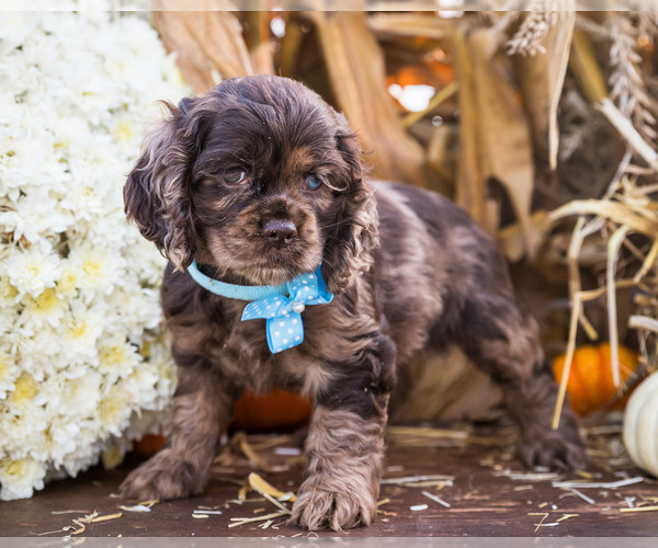 Medium Photo #21 Cocker Spaniel Puppy For Sale in WAKARUSA, IN, USA