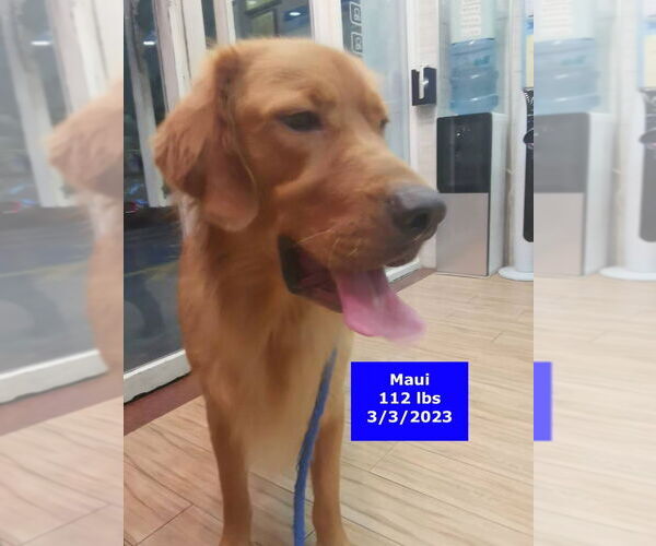 Medium Photo #2 Golden Retriever Puppy For Sale in West Hollywood, CA, USA