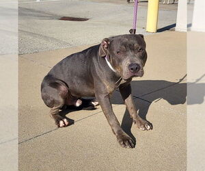 Mutt Dogs for adoption in Louisville, KY, USA