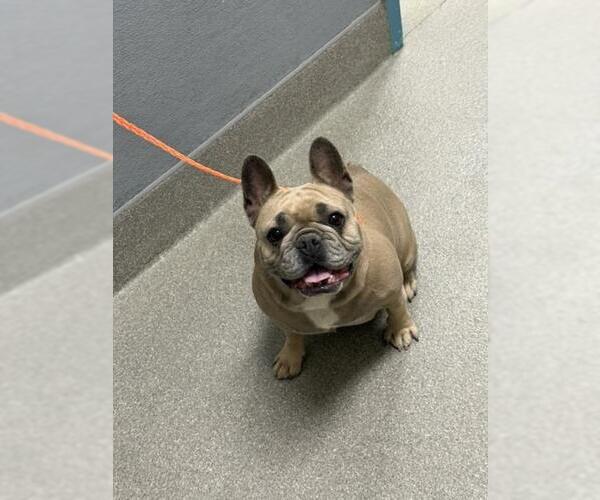 Medium Photo #1 French Bulldog-Unknown Mix Puppy For Sale in Las Vegas, NV, USA