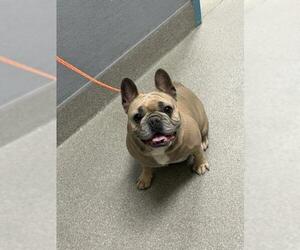 French Bulldog-Unknown Mix Dogs for adoption in Las Vegas, NV, USA