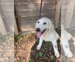 Small #2 Great Pyrenees