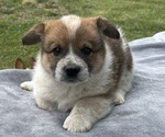 Puppy Puppy 1 Pembroke Welsh Corgi
