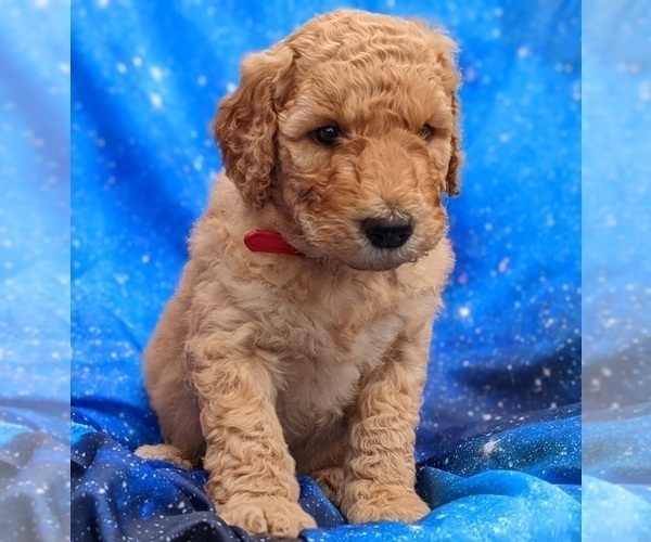 Medium Photo #5 Goldendoodle Puppy For Sale in LONG BEACH, WA, USA