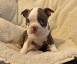 Puppy Nala Boston Terrier