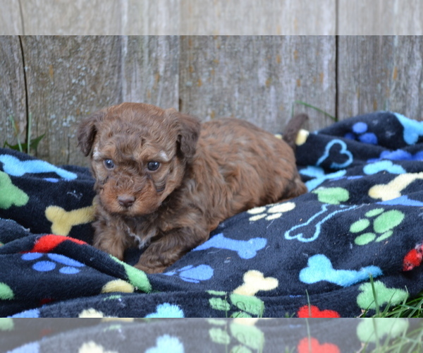 Medium Photo #2 Poodle (Miniature) Puppy For Sale in GREENWOOD, WI, USA