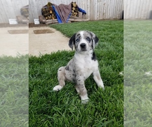 Australian Shepherd-German Wirehaired Pointer Mix Puppy for sale in JEFFERSON, OR, USA