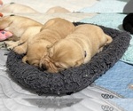 Small #4 Labrador Retriever