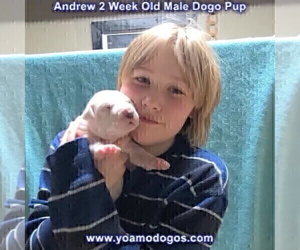 Medium Photo #28 Dogo Argentino Puppy For Sale in JANE, MO, USA