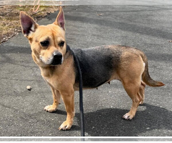 Medium Photo #1 German Shepherd Dog-Unknown Mix Puppy For Sale in Sayreville, NJ, NJ, USA