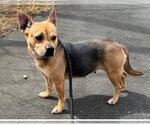 Small German Shepherd Dog Mix