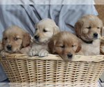 Small Photo #5 Golden Retriever Puppy For Sale in NEW HOLLAND, PA, USA