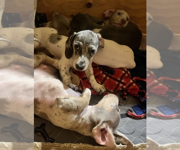 Medium Photo #98 Dachshund Puppy For Sale in LAKEBAY, WA, USA