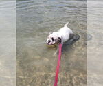 Small #7 Bulldog Mix