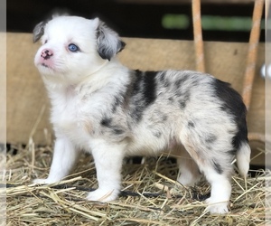 Miniature Australian Shepherd Puppy for sale in STRUNK, KY, USA