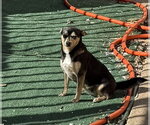 Small #9 Chiweenie