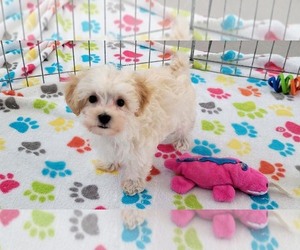 Maltese-Poodle (Toy) Mix Puppy for sale in ORO VALLEY, AZ, USA