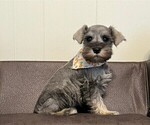 Small #3 Schnauzer (Miniature)