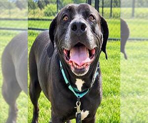 Labrador Retriever-Unknown Mix Dogs for adoption in Ocala, FL, USA