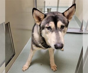 Siberian Husky-Unknown Mix Dogs for adoption in Placerville, CA, USA