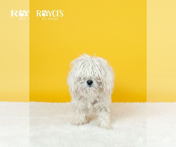 Medium Photo #7 Mutt Puppy For Sale in Sandy, UT, USA