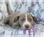 Small Photo #2 American Bully Puppy For Sale in LAKELAND, FL, USA
