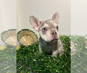 French Bulldog Puppy for sale in JACKSONVILLE, FL, USA