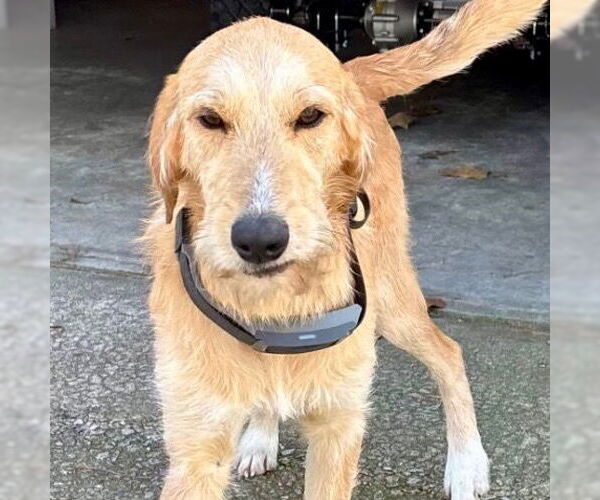 Medium Photo #1 Labrador Retriever-Unknown Mix Puppy For Sale in Canton, CT, USA