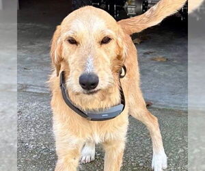 Labrador Retriever-Unknown Mix Dogs for adoption in Canton, CT, USA