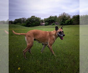 Chloe Sunshine - Female Great Dane-Unknown Mix Dog for Adoption - Photo #7