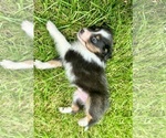 Puppy Cutiefly Shetland Sheepdog