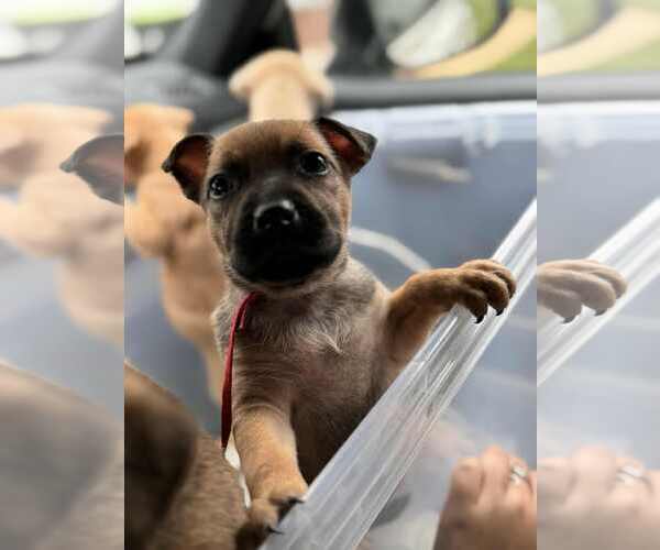 Medium Photo #7 Labrador Retriever-Unknown Mix Puppy For Sale in Holly Springs, NC, USA