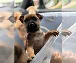 Small #6 Labrador Retriever Mix