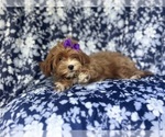Small #4 ShihPoo