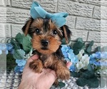 Small #2 Yorkshire Terrier