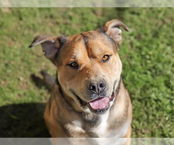 Medium Photo #1 Mutt Puppy For Sale in Ojai, CA, USA