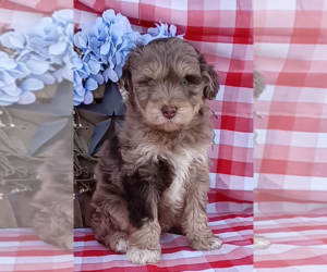 Aussiedoodle Miniature Puppy for sale in FREDERICKSBURG, OH, USA