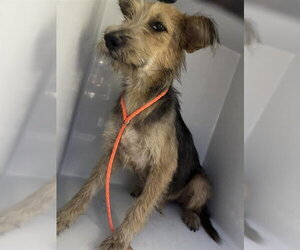 Border Terrier Dogs for adoption in Houston, TX, USA