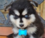 Puppy Kyrie Pomsky