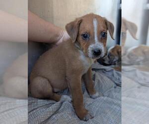 Mutt Dogs for adoption in San Antonio, TX, USA