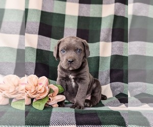 Cane Corso Puppy for Sale in KIRKWOOD, Pennsylvania USA